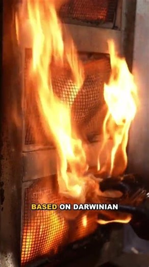 The Mysterious Migration of Turtles No One Can Explain