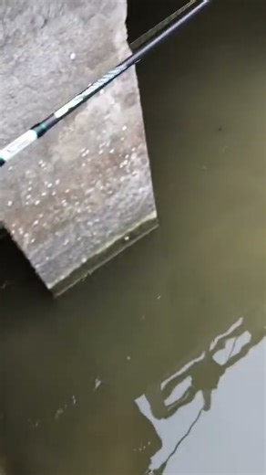 #Fish hunting #animals #fishing#hunting#shorts #viralshort