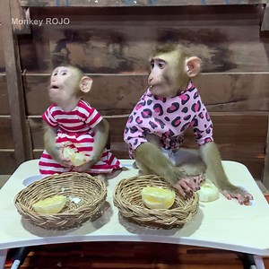2.4K views · 51 reactions | today all monkey ROJO and JOSSI look beautiful, they wait mom prepare orange juice for drink | Monkey ROJO | Facebook
