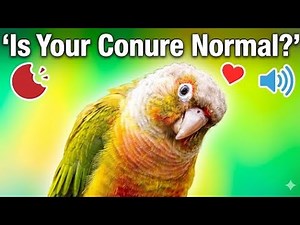 Pineapple Conure Behavior Explained | Why They Bite, Scream & Cuddle