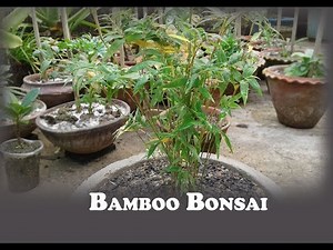 Bamboo Bonsai | How to make bonsai chinese bamboo