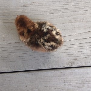 26 reactions · 7 comments | This adorable Gold Deathlayer chick seems ready to explore!  Clearly this chick is set to become a great free-range bird like its parents. You can find Gold Deathlayer chicks and other breeds ready to take on the world at the link below: https://bit.ly/34CgSUv | Greenfire Farms | Facebook