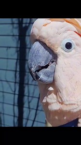 1.4K views · 789 reactions | Listen closely. What do you hear me saying? #talkingparrot | Max the Moluccan | Facebook