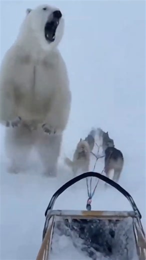 ❗🐻‍❄ SHOCKING! Polar Bear Attacks Dog Musher During Full-Speed Ride!