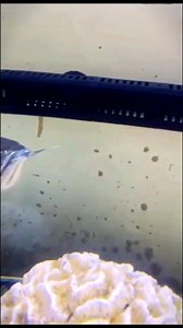 New Arowana na Bully Critical Status 🐟 | AquaFranz