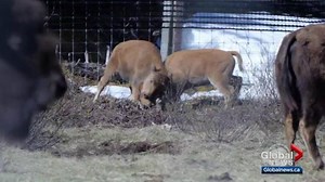 10 bison calves born in Banff ‘doing really well’: Parks Canada