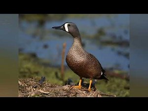 Blue-Winged Teal (Cyanochen cyanoptera) sound , call and pictures ‪@volcanoofbeauty5481‬