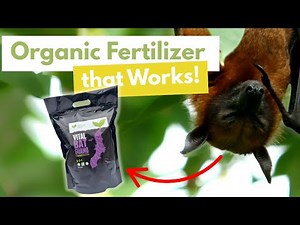 Bat Guano 101: The Best Natural fertilizer for Your Garden