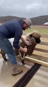 1.5M views · 4K reactions | Fluffy Sheep Transformation! Witness the incredible change in this sheep's appearance! #fblifestyle #AI Generated using Kling AI . . . (For entertainment purposes only. Consult professionals if guidance on activities is presented. No brand affiliation is implied if any are shown. If inspired by true events, creative adaptations may be included. Content may include public footage.) | Fabiosa - Live easy | Facebook