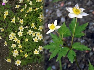 Anemone nemorosa - Alchetron, The Free Social Encyclopedia