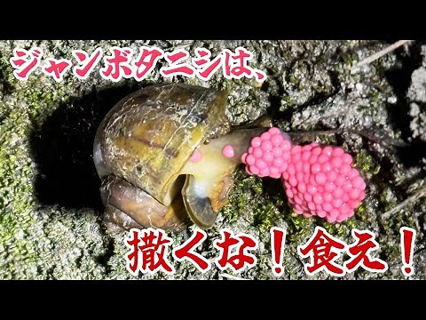 Don't spread the dangerous invasive giant snail, eat it
