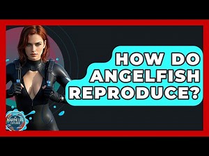 How Do Angelfish Reproduce? - The Marine Life Explorer