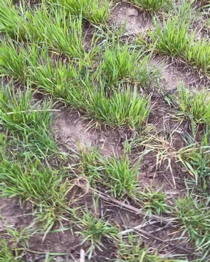 Some Red Wattles checking in from the farm today! Did you know that pigs love to forage? Our pigs live their lives on open pasture, free to explore and forage to their heart’s content. #heritagebreeds #redwattle | Heritage Foods USA