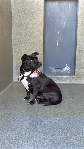 Jan Vega on Instagram: "Adopted ❤️ Tiny dogs don’t usually wait this long… but somehow, she’s still here. Oreo was surrendered because her family no longer wanted the responsibility of a dog. They couldn’t handle all 29lbs of her, but that’s ok, because we’ll find people who can ❤️ Oreo is a gentle, low energy 2yr old girl who is overwhelmed by the shelter environment. She’s scared on leash and needs patience and confidence building. During her assessment she flattened herself to the ground, too