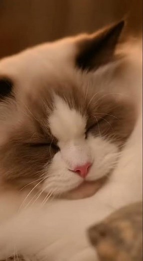 Ragdoll Cat: A doll that a loves #cat#ragdollcat