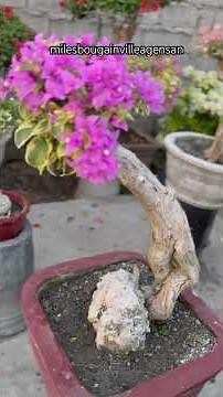 how to fertilize bougainvillea