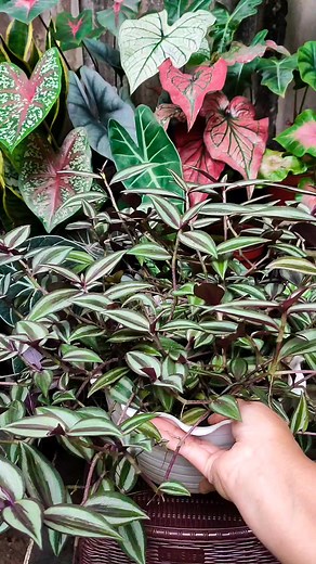 570K views · 5.3K reactions | How to plant tradescantia plant #tradescantia #propagate #planting #planttips #reels | Anaa Koorneia | Facebook