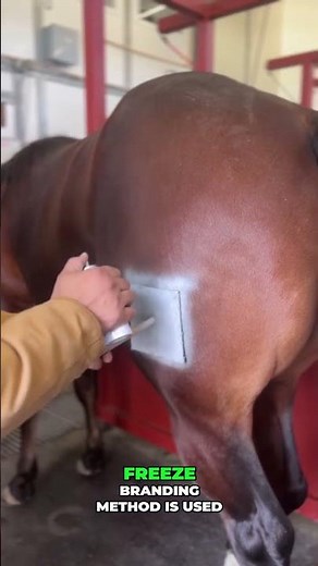 This Animal Branding Technique Will Surprise You! 🐄❄️