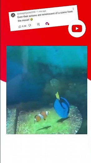 Real-Life Finding Nemo Actors Caught in Action! 😂❤️