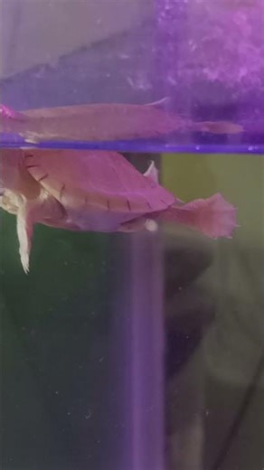 Albino Red Ear slider turtle...