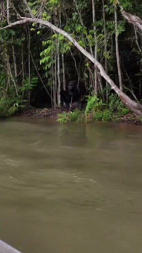 Close Encounters with Mountain Gorillas in Uganda