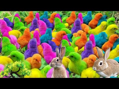 Catch Cute Chickens, Colorful Chickens, Rabbits, Goose goose ducks, Rainbow chicks