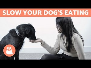 How to Slow Your Dog's Eating - 8 TRICKS and EXERCISES