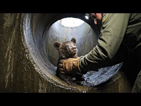 Saving a Baby Bear Trapped in a Drain — A Heart-Stopping Rescue Mission!