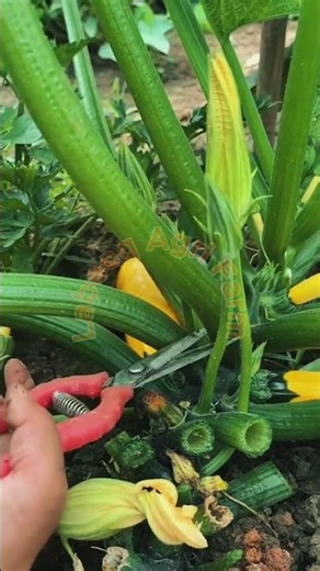 Professional Zucchini Pruning: Improving Airflow and Plant Health 🥒✂️✨