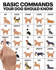 The #1 Puppy & Dog Training App, created by top canine 🐶🐕 | Woofz