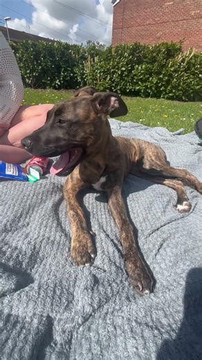 American bulldog x greyhound…smiling, 16wk old #cute #puppy #smile