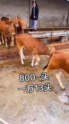 Guangdong vs Hunan Calf Prices 🐄💰 | Yellow Cattle Market Comparison#CattlePrices #YellowCattle