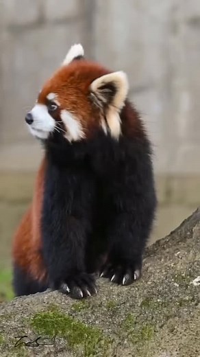 Wildlife Rescuers on Instagram: "Red pandas—adorable and elusive residents of the eastern Himalayas and southwestern China—boast a surprisingly expressive vocal repertoire. Despite their small size and gentle appearance, they can produce an array of sounds, from high-pitched squeaks and rapid chattering to sharp whistles, especially during mating season or when they feel threatened. These vocalizations serve multiple purposes: not only do they help red pandas communicate, but they also play a ro