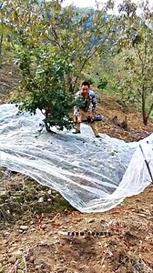 How to easily collect the fruit by shaking the tree by mechine . #craftsmanship #craftman #cutters #usa #cnc #wood #machinery #tools #fblifestyle #machine #work #life #shorts #satisfying #machinetools #woodworking #mechanic #woodmachine #manufacturing #machine #steel #reelsfypシ #reelsviralシ #america #metalwork #iron #facebookreel #construction #facebookreels Farmcrafts-b3t | Farmcrafts-b3t