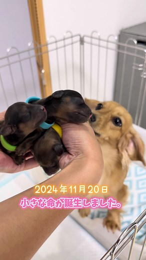小さなダックスフンドの誕生と犬との暮らし