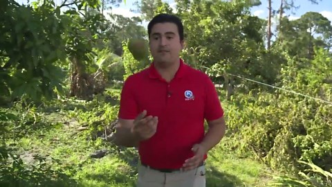 EF0 tornado with 85 mph winds touches down in The Acreage, snapping large pine trees 'near the trunk'