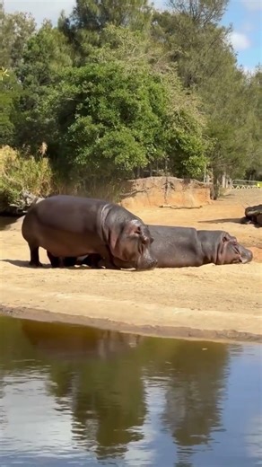 Hippos😀#animallover #wildanimal #hippo #animalfunnyvideos #shortsvideostatus