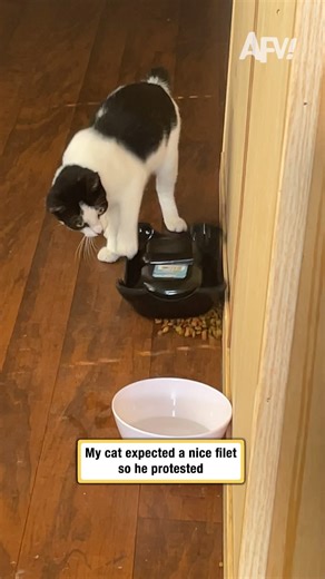 Talk about demanding 😹 #afv #cats #funny | America's Funniest Home Videos