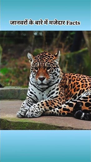 🦁 interesting facts about animals 🦁 #facts #amazingfacts #animals #factsinhindi #shorts
