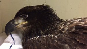 9.1K views · 172 reactions | We currently have four Bald Eagles in...