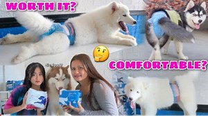 Honeycare Fashion Dog Diaper! "IS IT WORTH IT OR NOT?" | GIVEAWAY! | Husky Pack TV https://youtu.be/KWNdNA50Gc0 Take Note: All of the vlog that uploaded here are old vlog from Husky Pack TV's Youtube Channel. | Husky Pack TV Vlogs