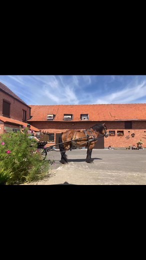 7.5K views · 118 reactions | Emiel in enkelspan, 2 dagen op rij   langs een weide hengste merries, dan moet hij beetje show verkopen e ;) | Stal ‘t Elshof | Facebook