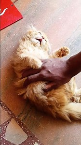 cute Ginger cat 🥰#cat #catvideos #catshorts #cute #gingercatclub #funnyshorts