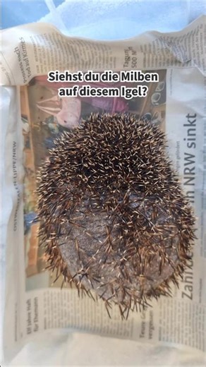 Erkennst du die Milben auf diesem Igel?
