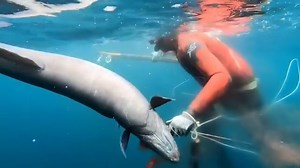 13K views · 163 reactions | Would you spear and eat a conger eel? 樂  @gui_bruges_spearfishing // @ricardo.n | Spearchannel | Facebook