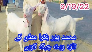 4.8K views · 589 reactions | Masha Allah VIP Rajan Puri goat Qurbani 2023 check the rate of goats in Mohammadpur mandi | Shazaib goat farm | Facebook