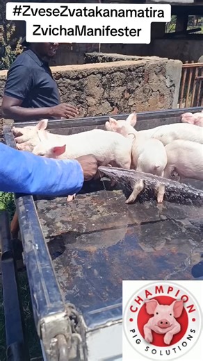 It's possible for you to start your own piggery business. Join our end of month Practical training on pig production and management, the best class for startups. For bookings; 0775857274 0718208066 No. 56 Airport Rd Hatfield Harare