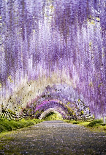 河内藤園の絶景トンネル