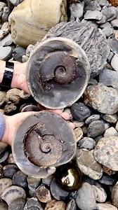 665K views · 5.5K reactions | We carefully examine Jurassic shale...