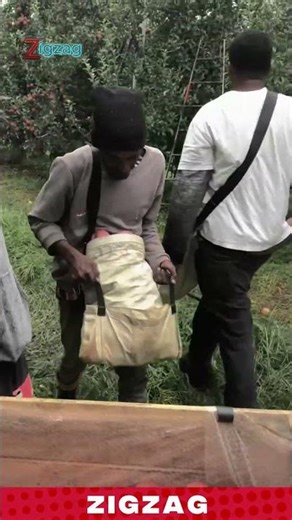 Efficient Fruit Harvest Bag for Picking & Collecting in High-Density Orchard Fields